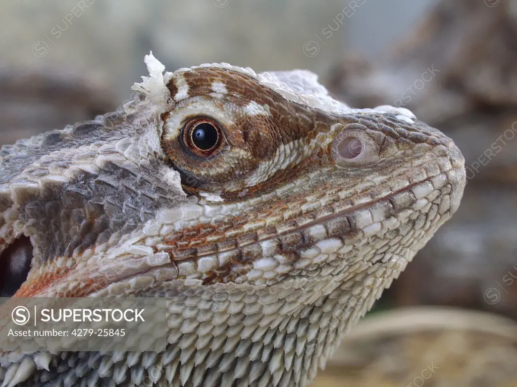 StreifenkËpfige Bartagame| bearded dragon, Pogona vitticeps
