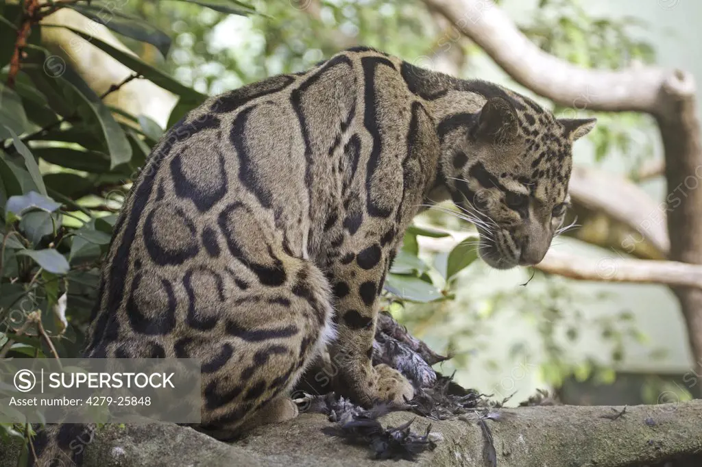 Clouded Leopard with prey, Neofelis nebulosa