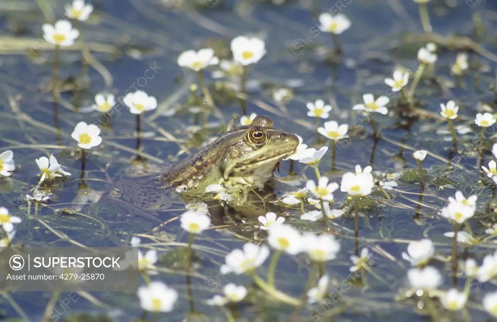 Marsh Frog - between waterlilies in water, Rana ridibunda