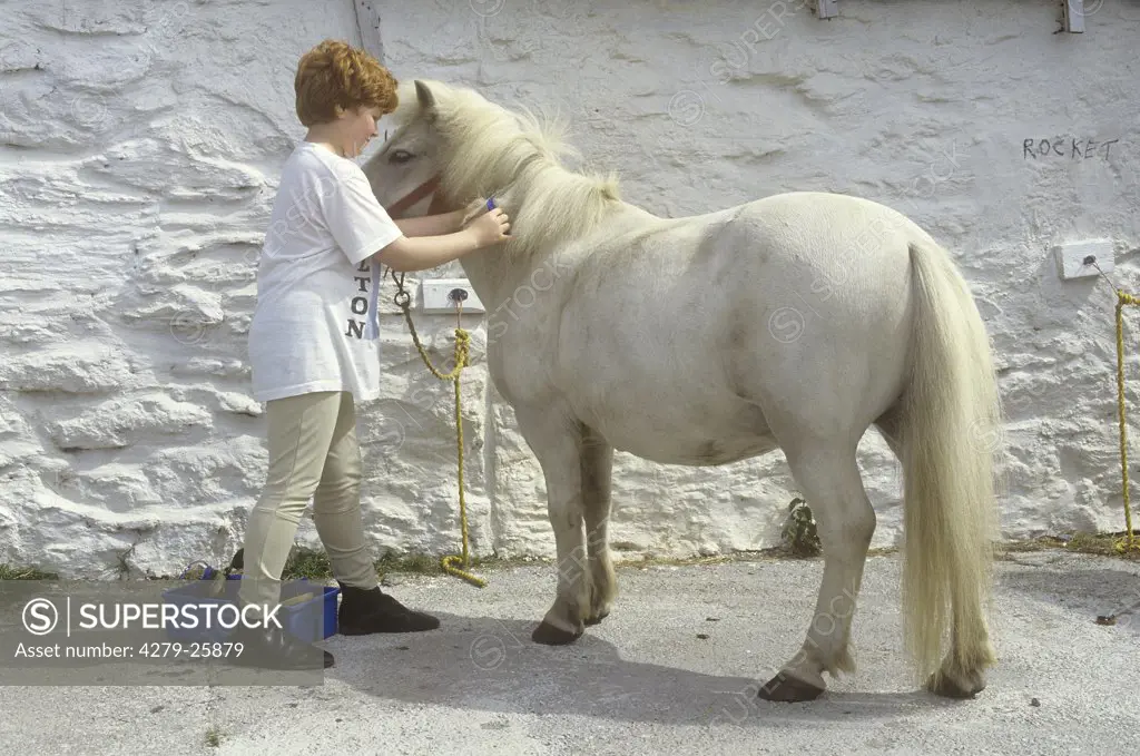 riding school: shetland pony with child