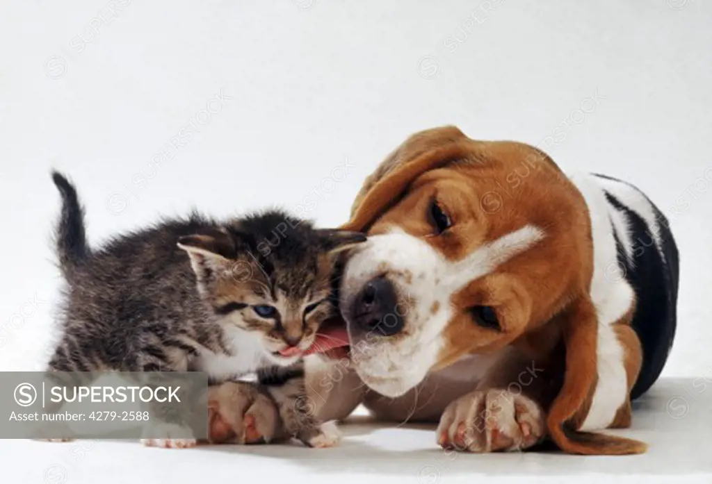 animal friendship: puppy and kitten