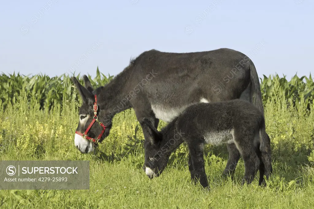 Poitou donkey mare with foal - standing on meadow