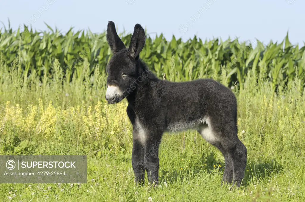 Poitou donkey foal - standing on meadow