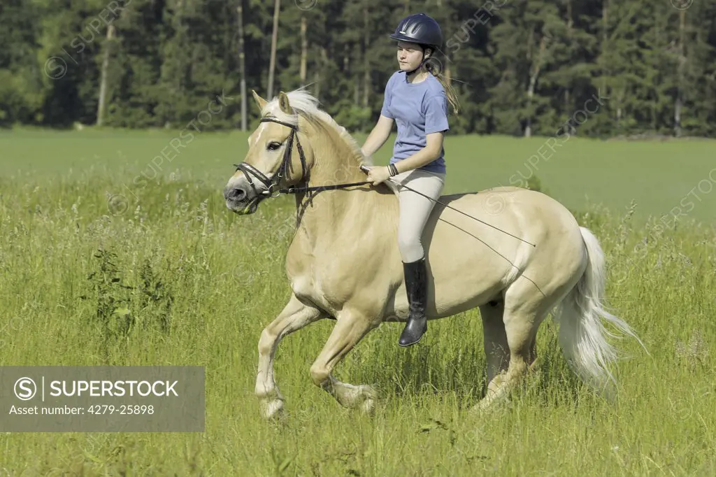 Girl galloping on Haflinger horse without saddle