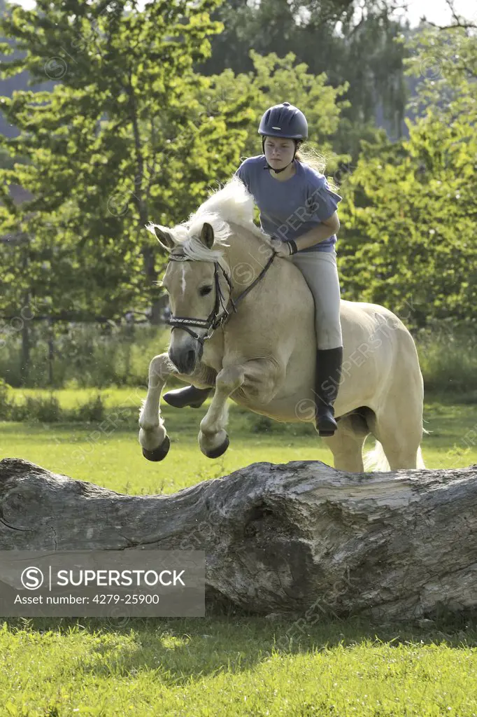 Girl jumping on Haflinger horse without saddle