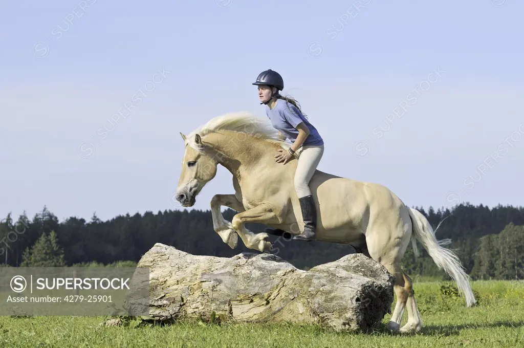 Girl jumping on Haflinger horse without saddle and without bridle