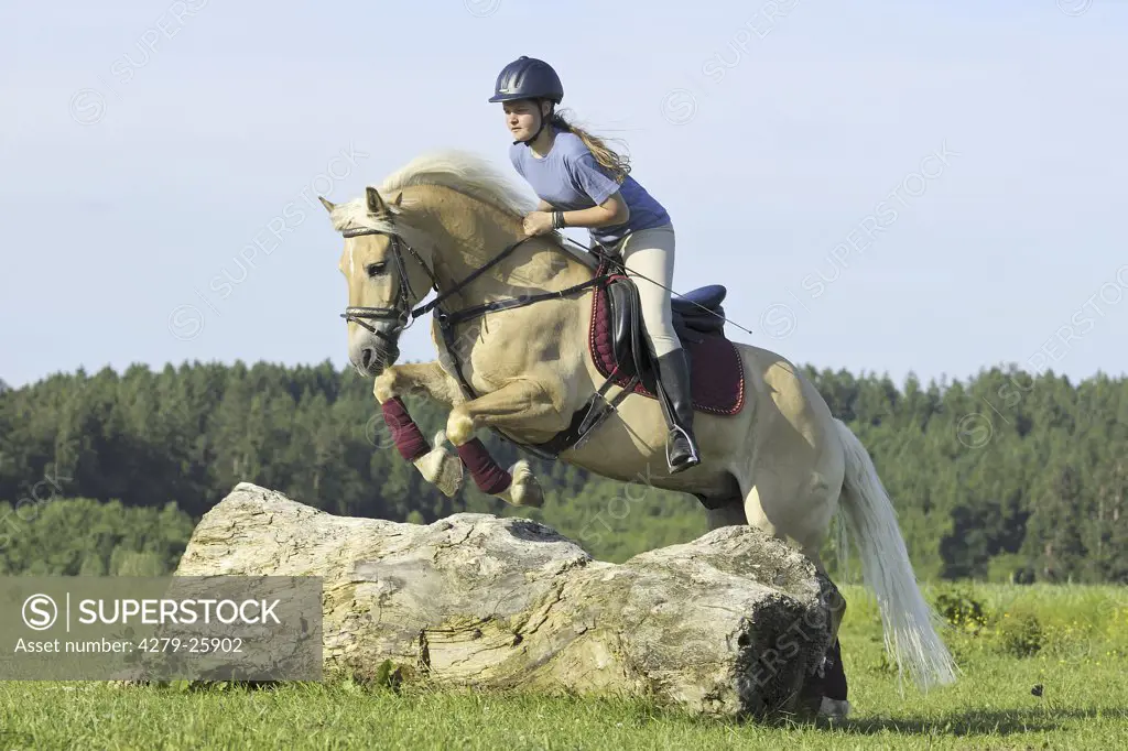 Young rider on back of a Haflinger horse jumping over a treelog