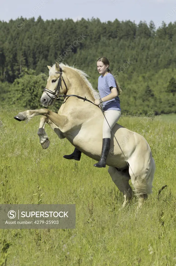 Girl on rearing Haflinger horse without saddle