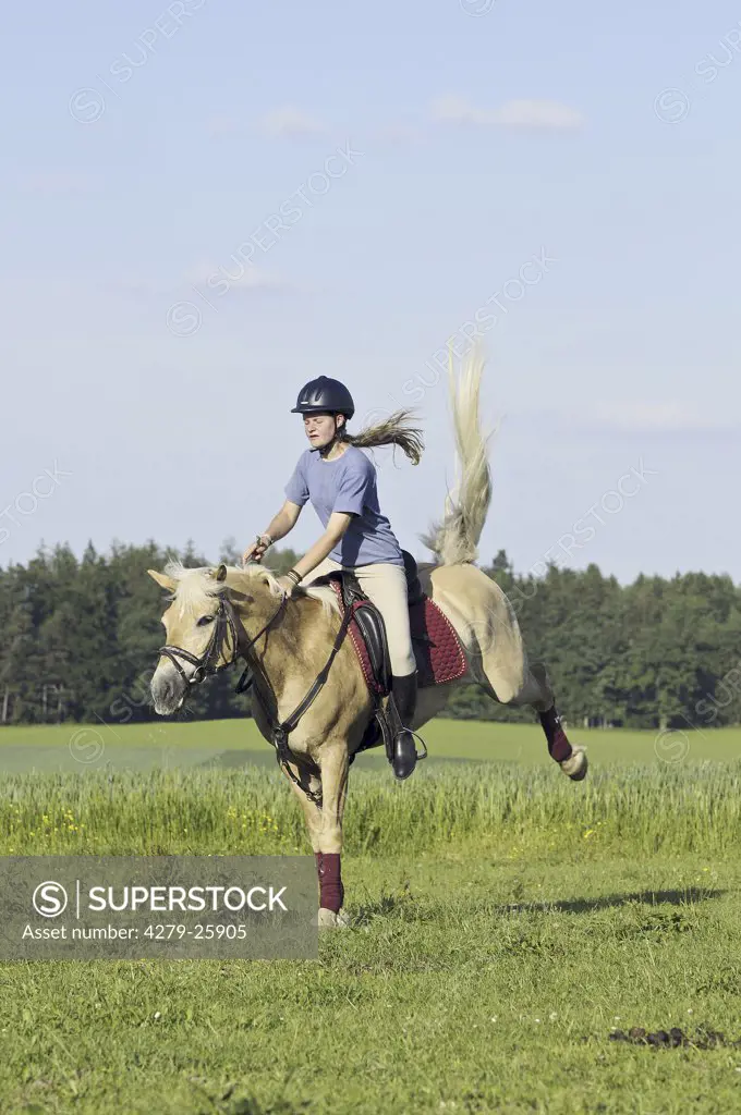 Young rider on back of a bucking Haflinger horse