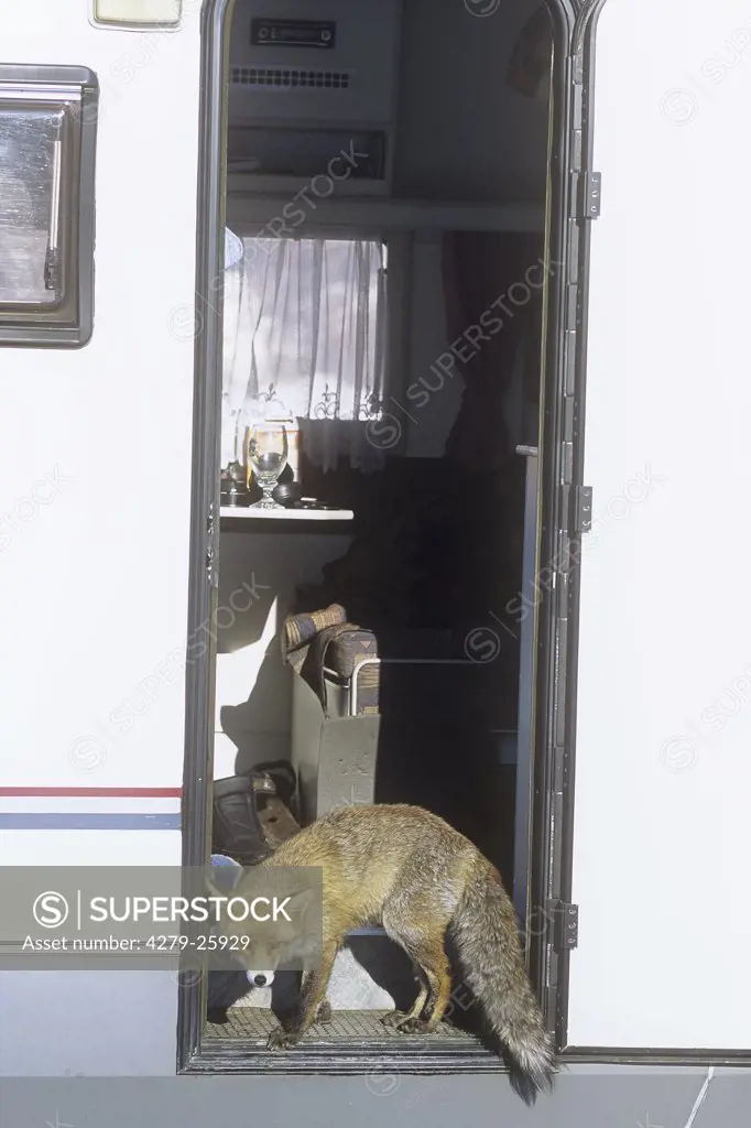 red fox - standing in campervan, vulpes vulpes