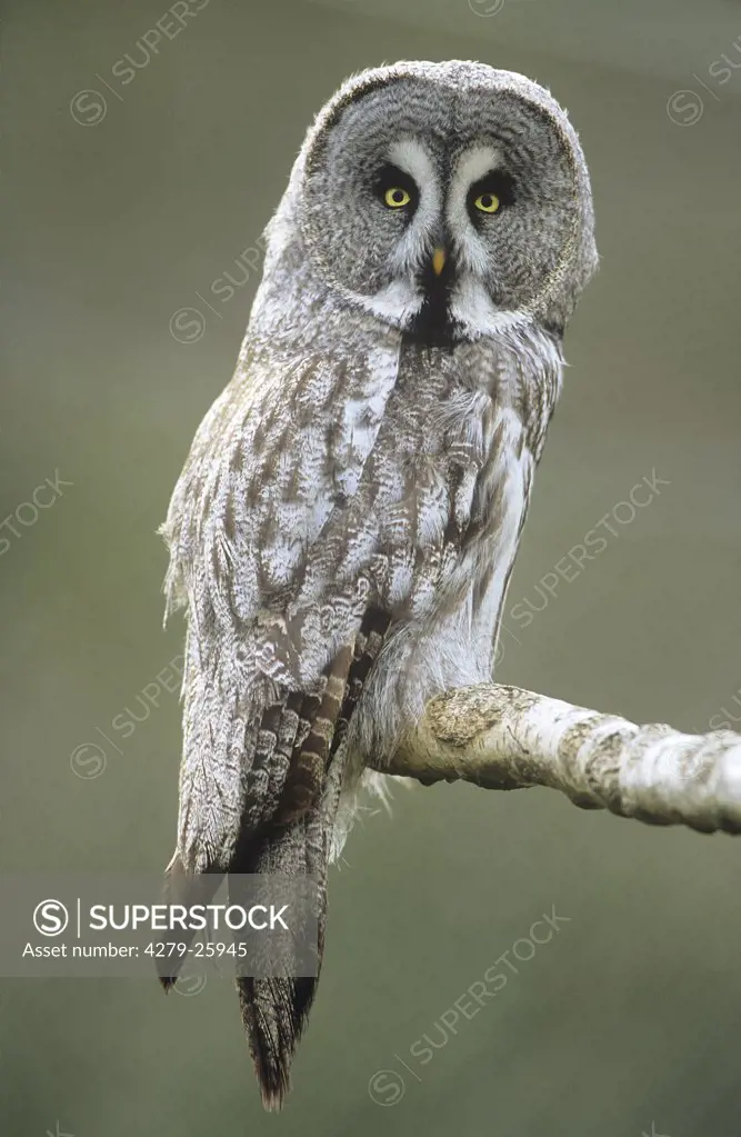 Great Grey Owl - sitting on branch, Strix nebulosa