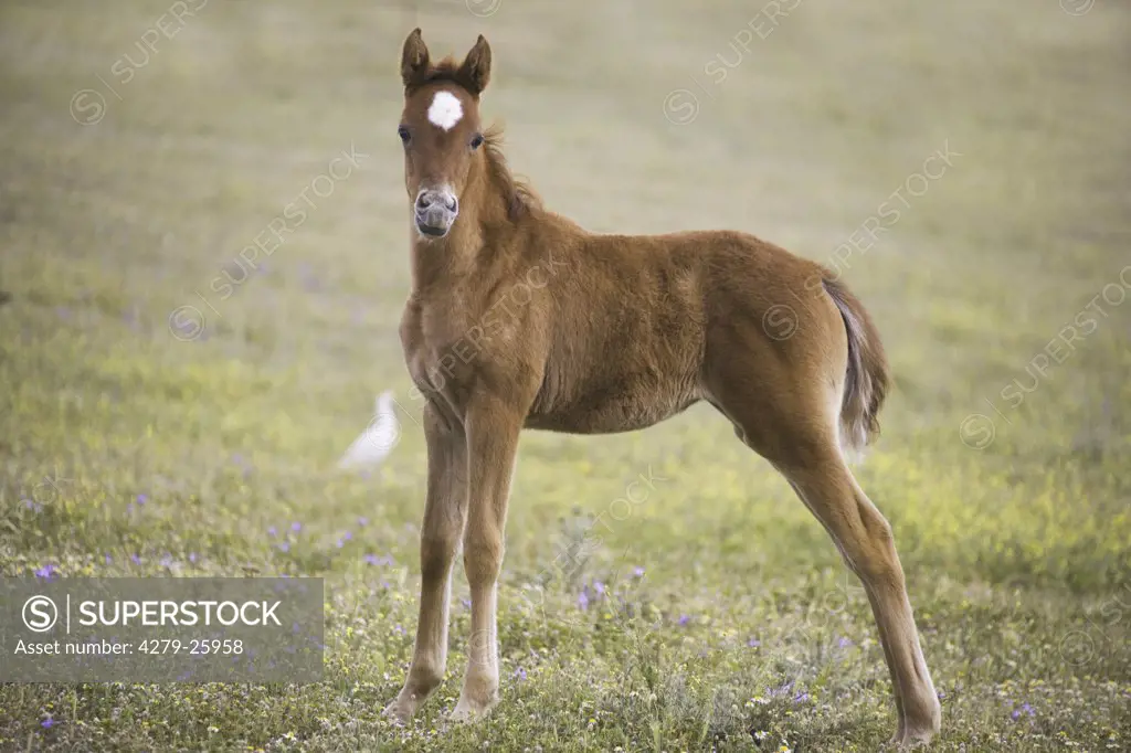 arabian horse foal - standing on flower meadow