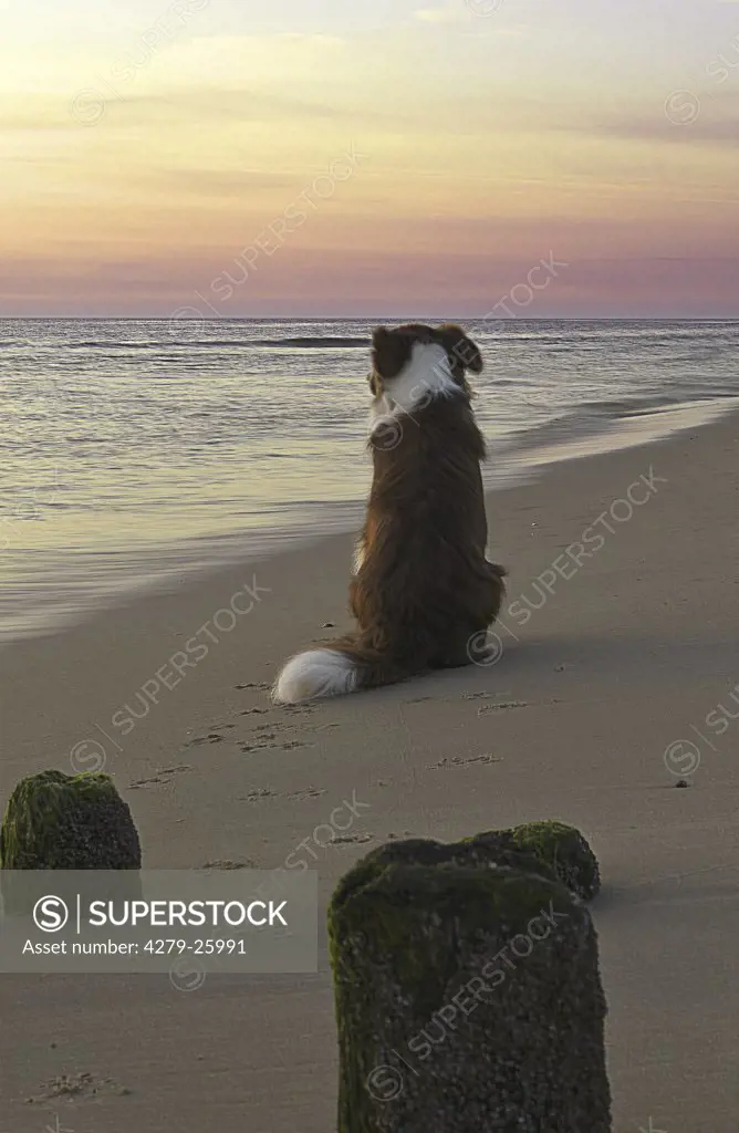 border collie - sitting on the beach