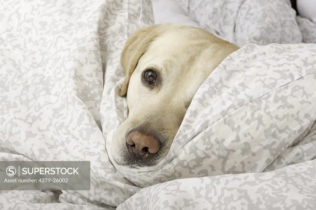 Labrador Retriever in bed