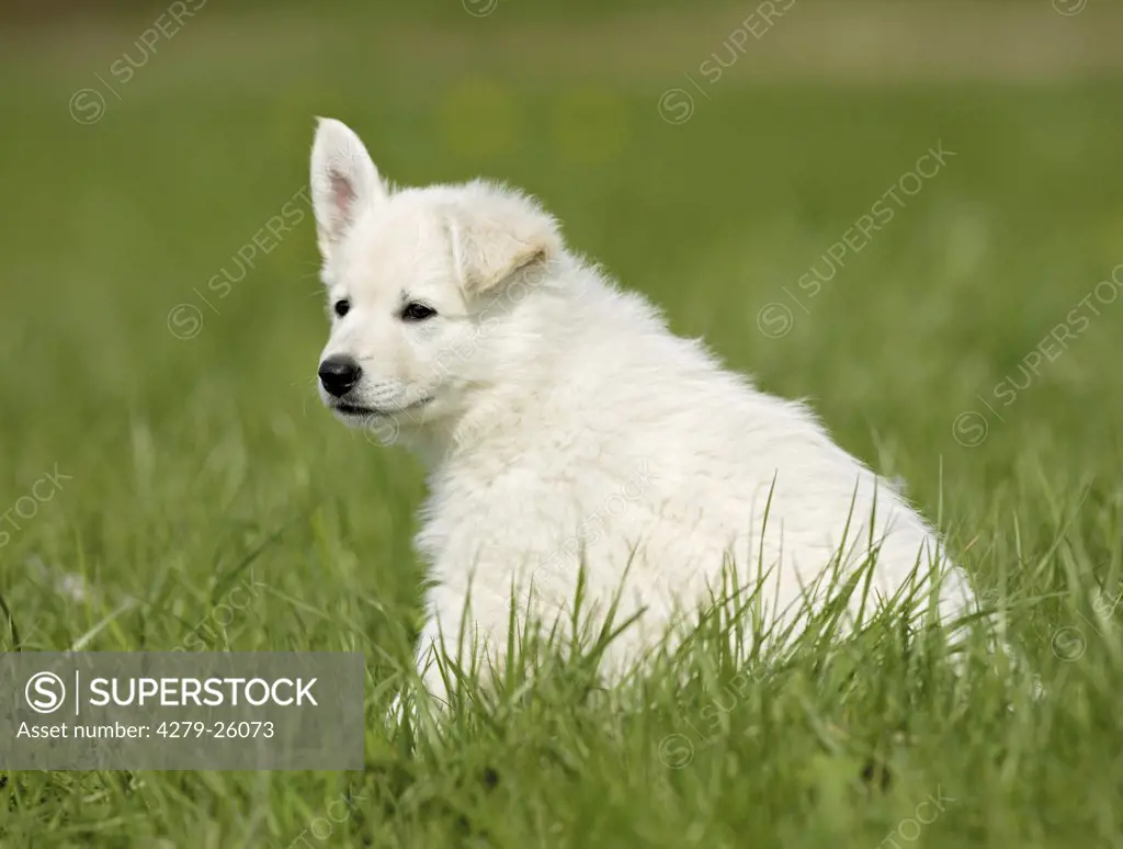 White Swiss Shepherd Dog - puppy sitting on meadow