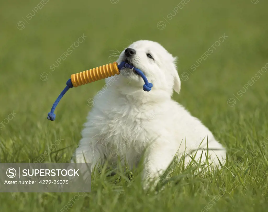 White Swiss Shepherd Dog - puppy playing on meadow