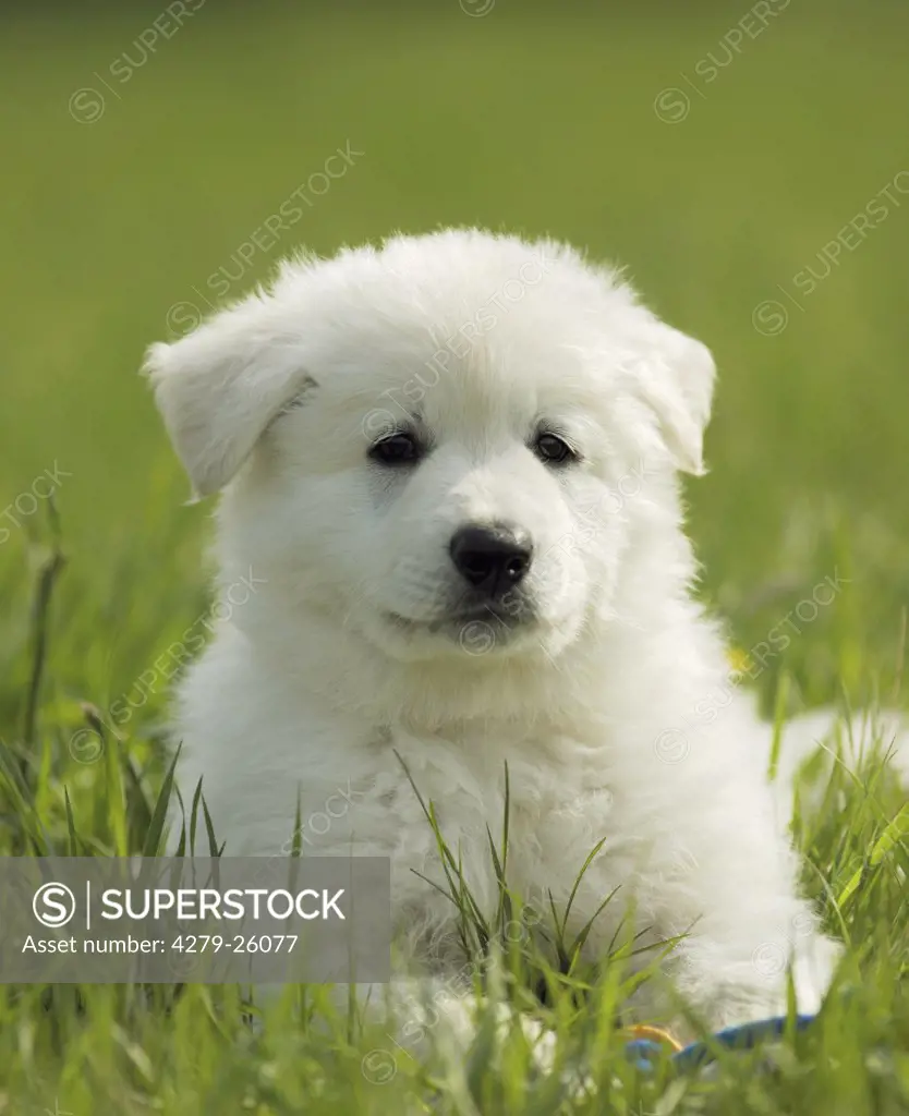 White Swiss Shepherd Dog - puppy on meadow