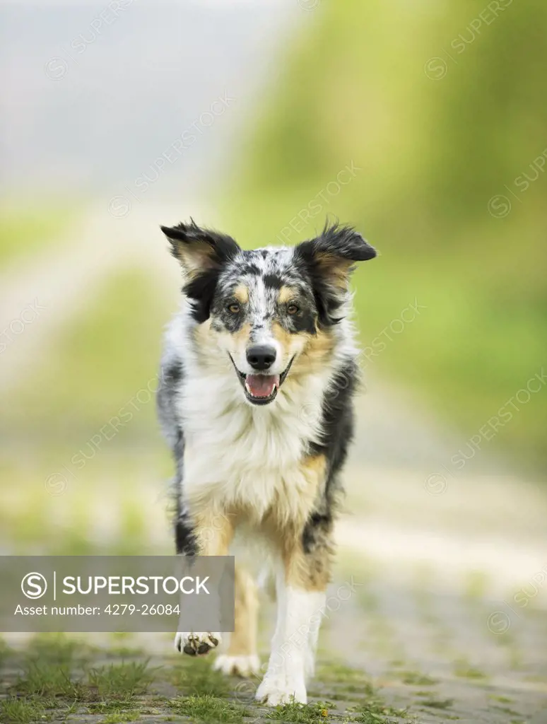 Australian Shepherd - running