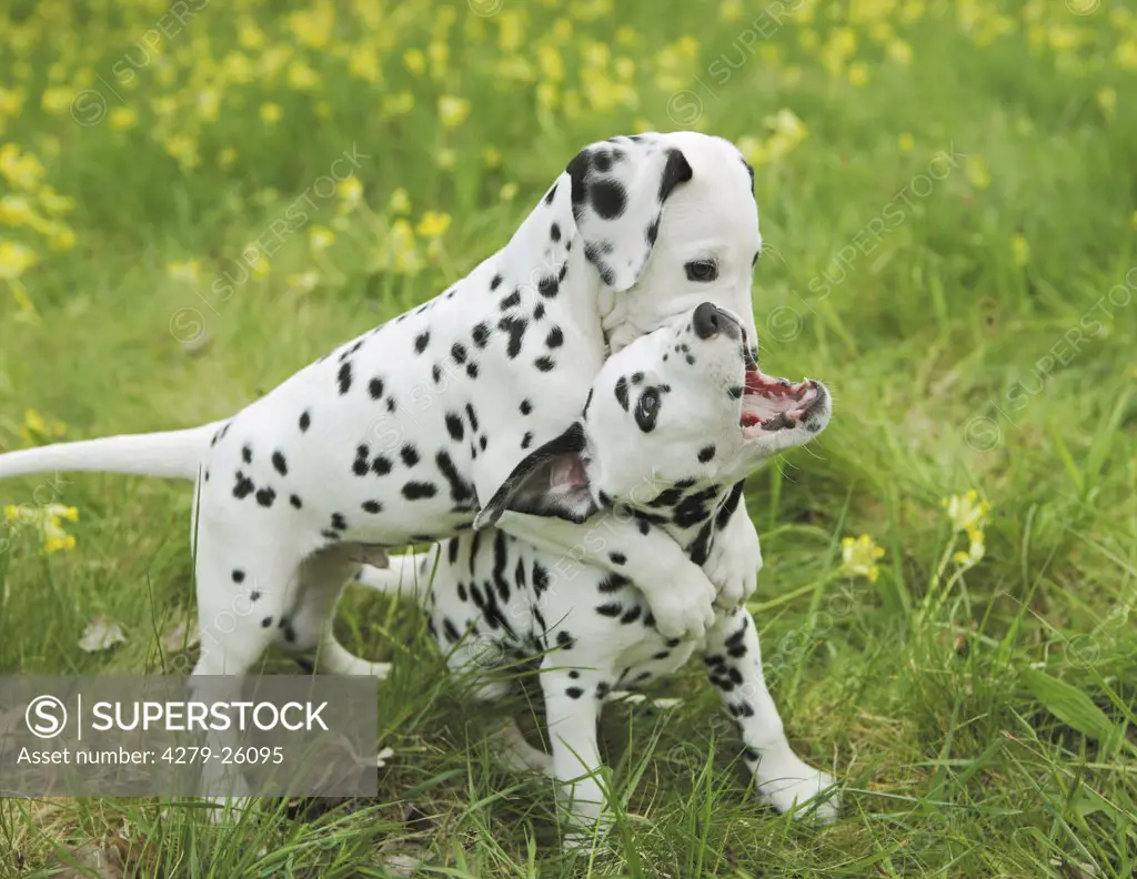 two Dalmatian dog puppies - playing on meadow