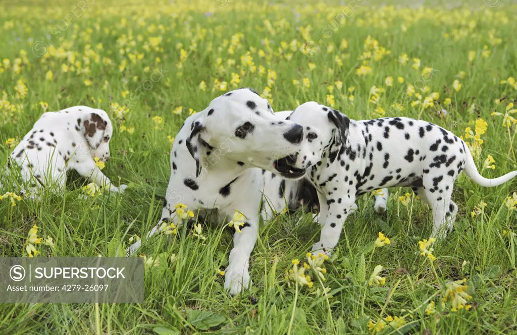 Dalmatian dog and two puppies on meadow
