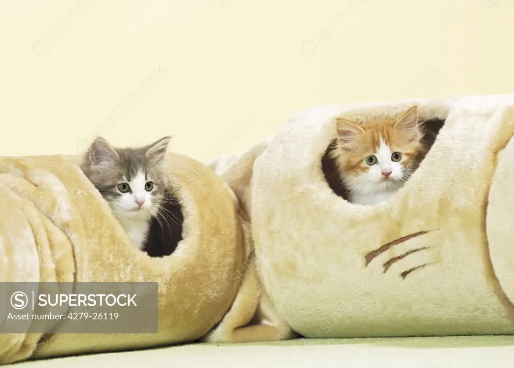 two Maine Coon kittens in tunnel
