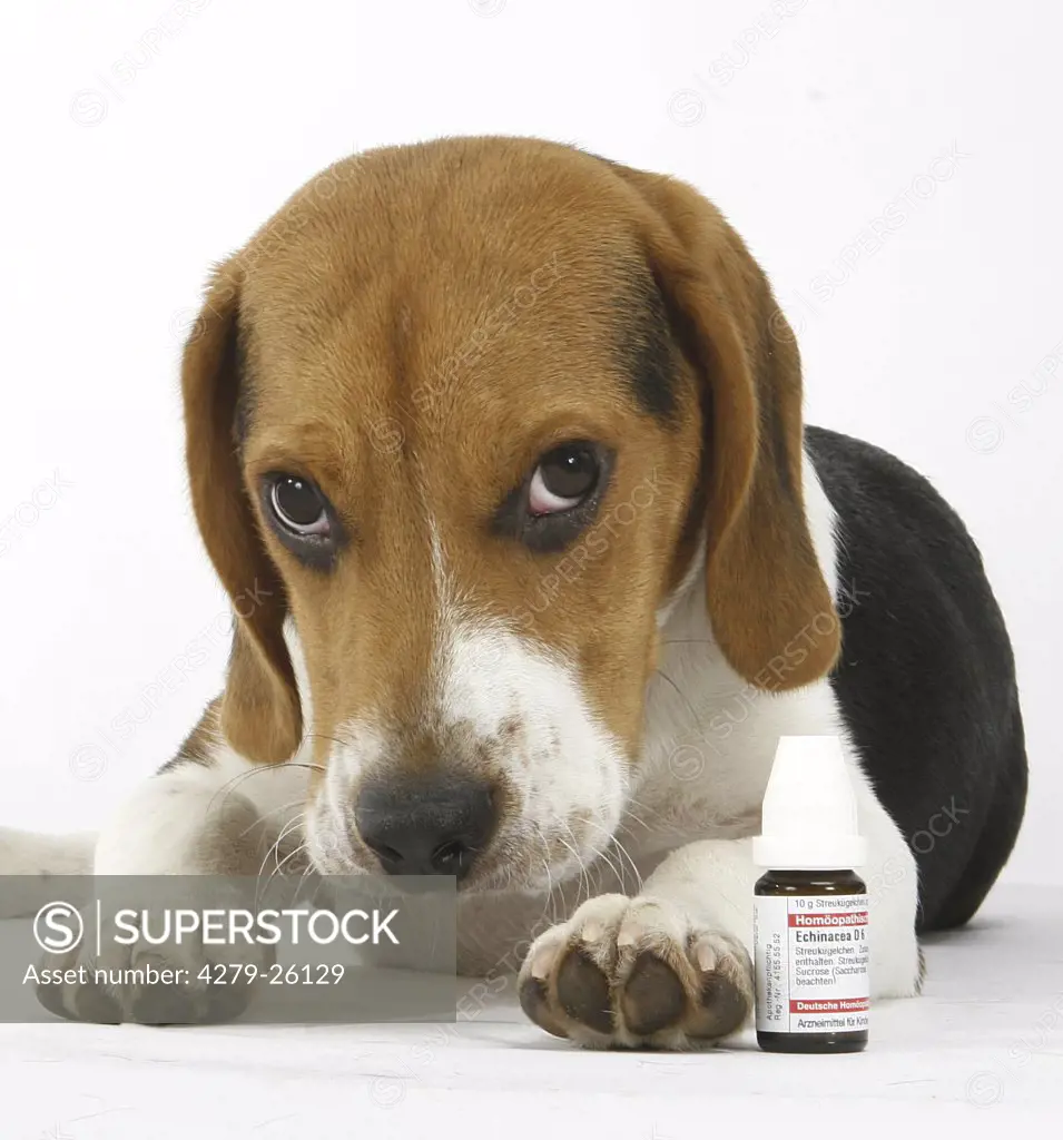 beagle - homeopathy