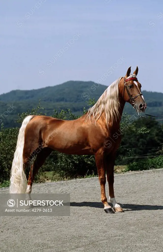 American Saddlebred