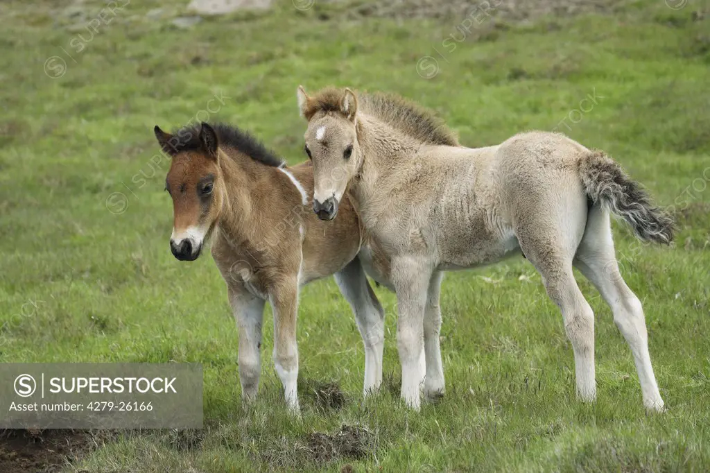 two icelandic horse foals - standing on meadow
