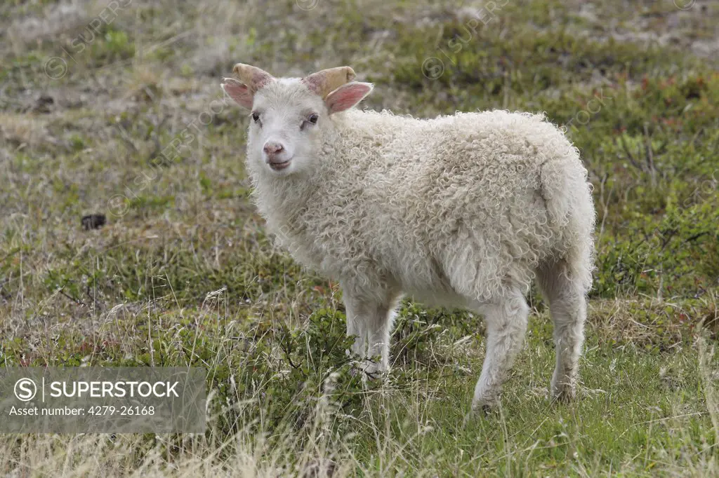 icelandic sheep lamb - standing on meadow