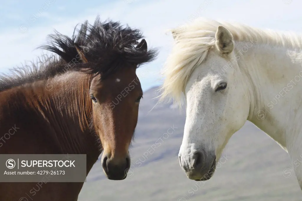 two icelandic horses - portrait