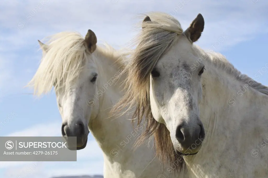two icelandic horses - portrait