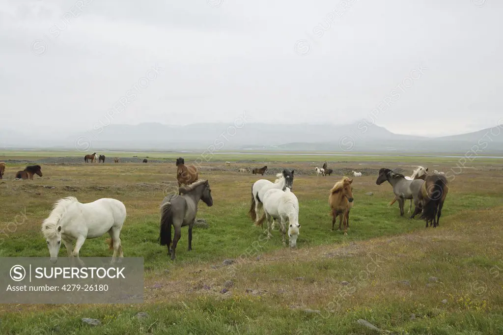 icelandic horses herd - standing on meadow