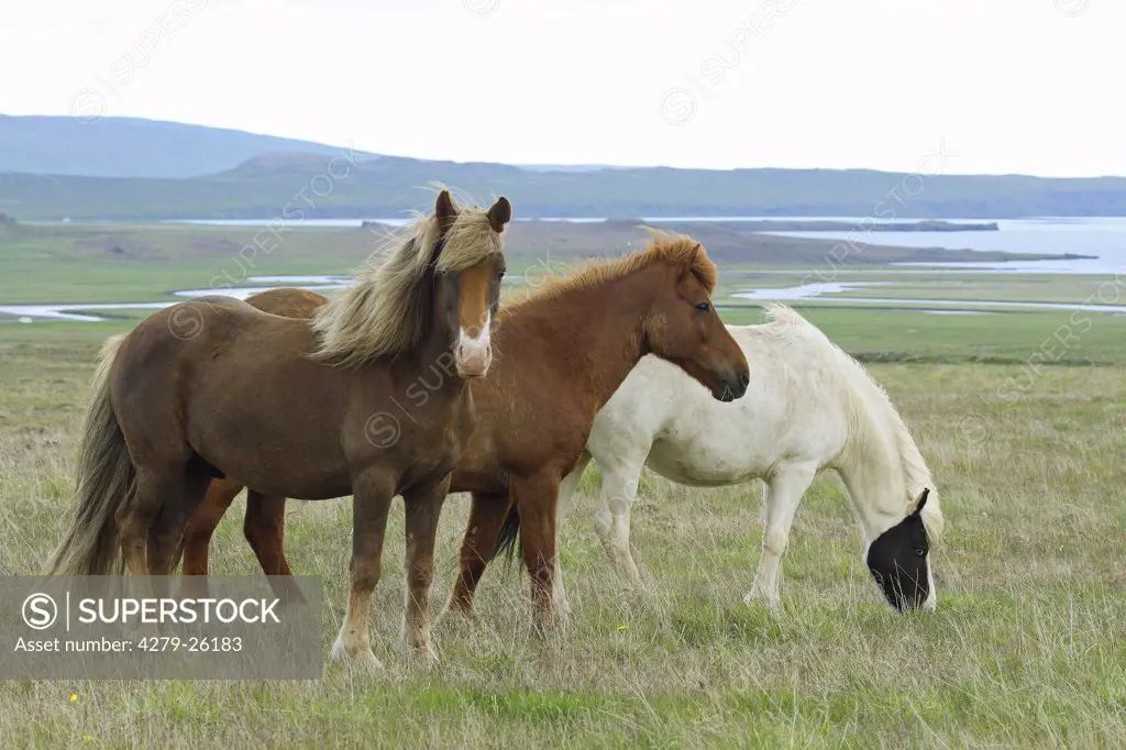 three icelandic horses - standing on meadow