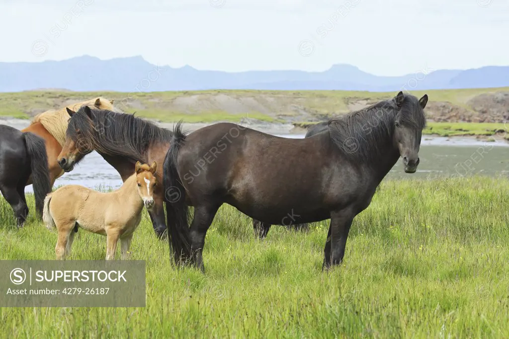 icelandic horses with foal - standing on meadow