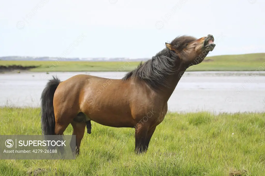 icelandic horse - flehmening