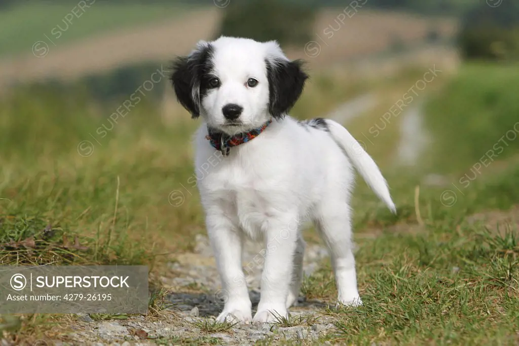 half breed puppy - standing