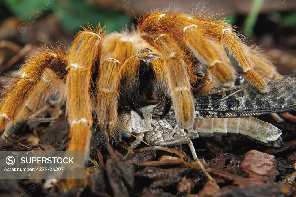 Orange Baboon Tarantula - munching, Pterinochilus murinus usambara