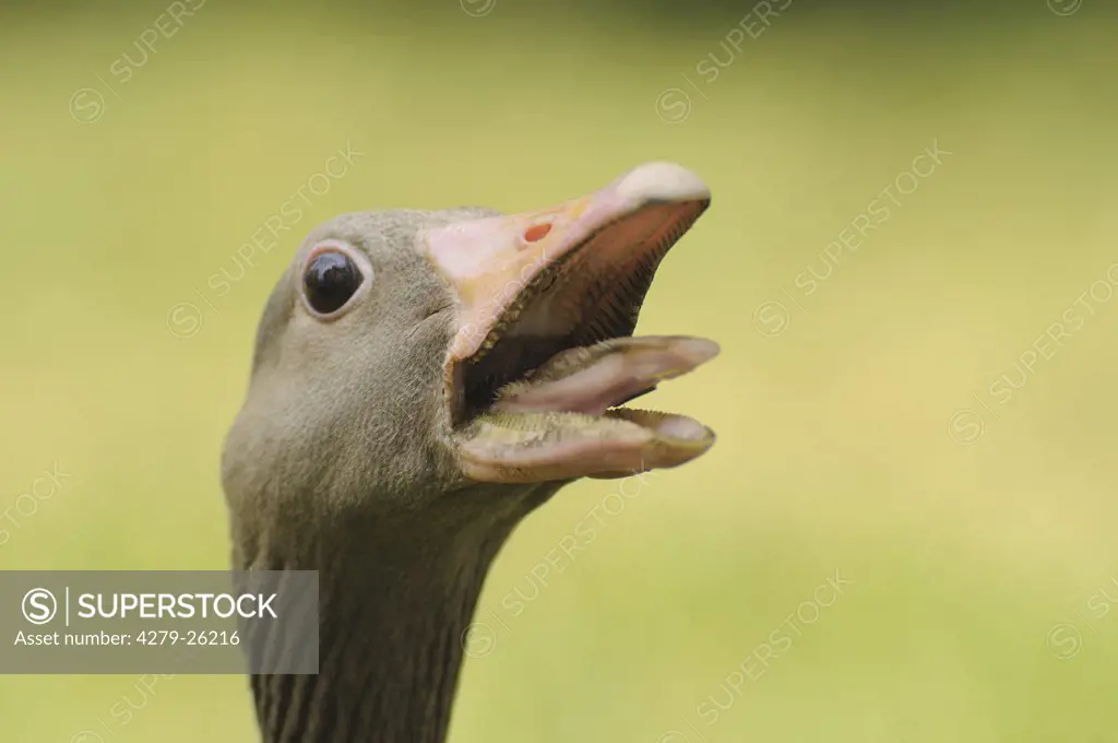 greylag goose - portrait, Anser anser