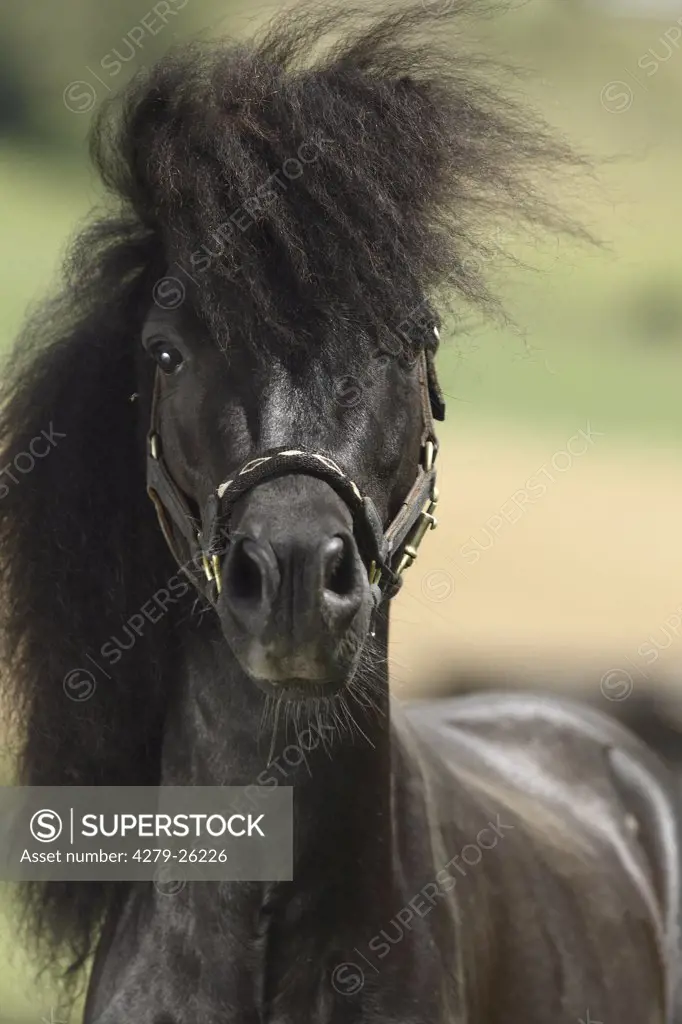 American Miniature Horse - Portrait