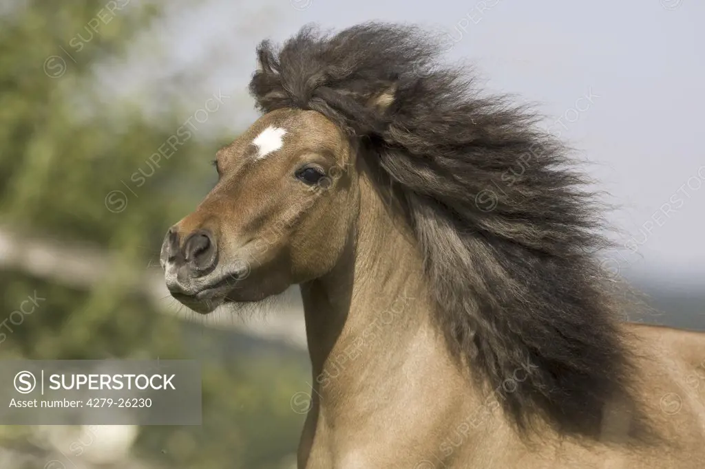 American Miniature Horse - Portrait