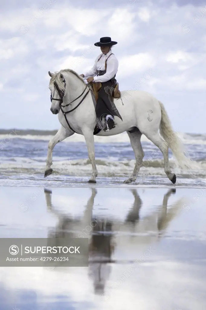 andalusian horse with horsewoman - on the beach