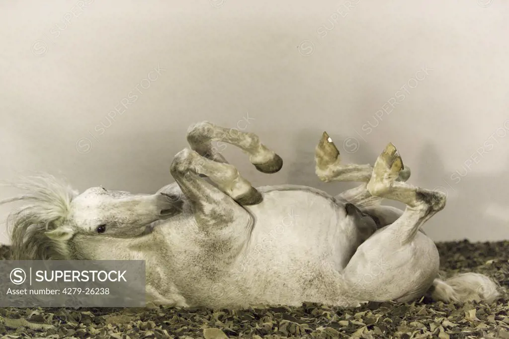 andalusian horse - rolling