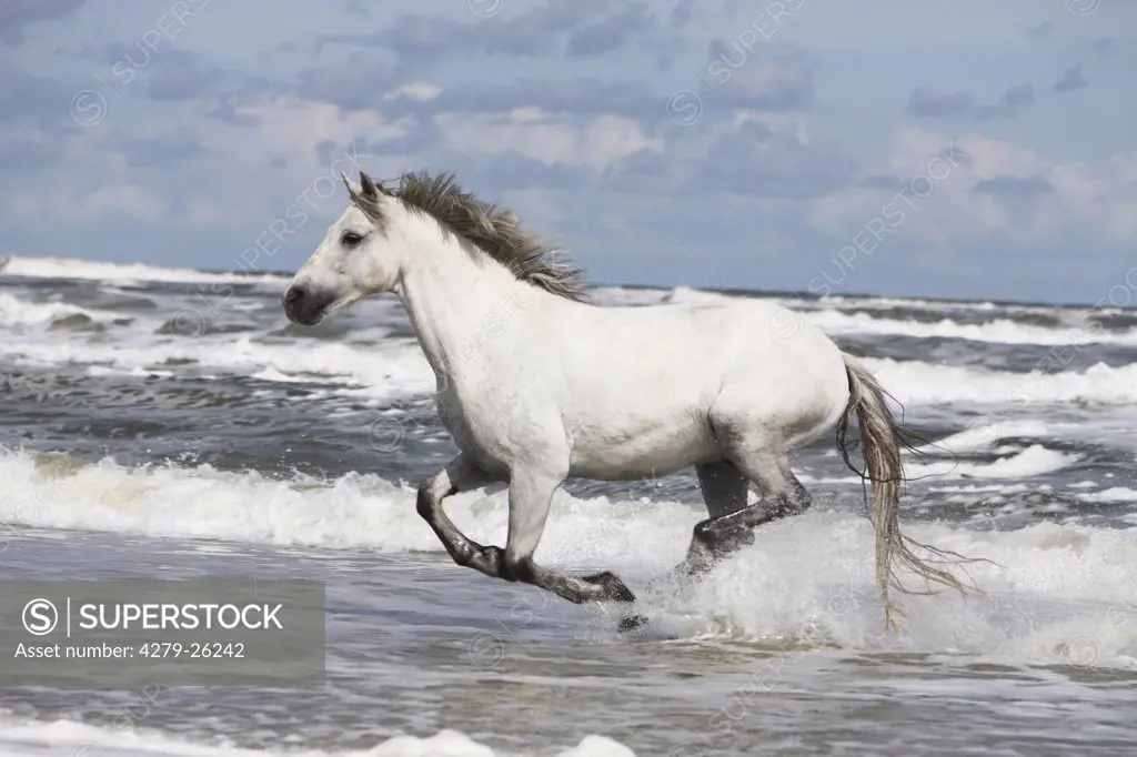 connemara - galloping in the ocean
