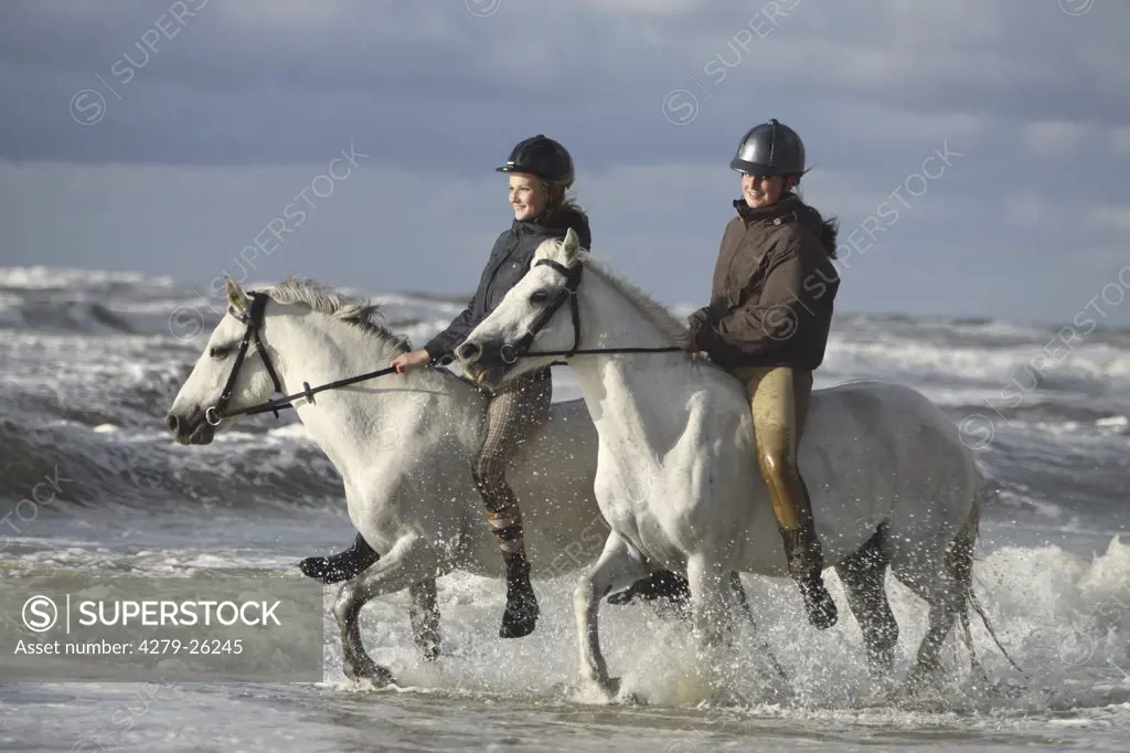 two connemaras with horsewomen - walking in the ocean