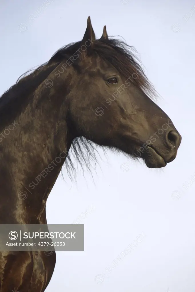feistritzer horse - Portrait
