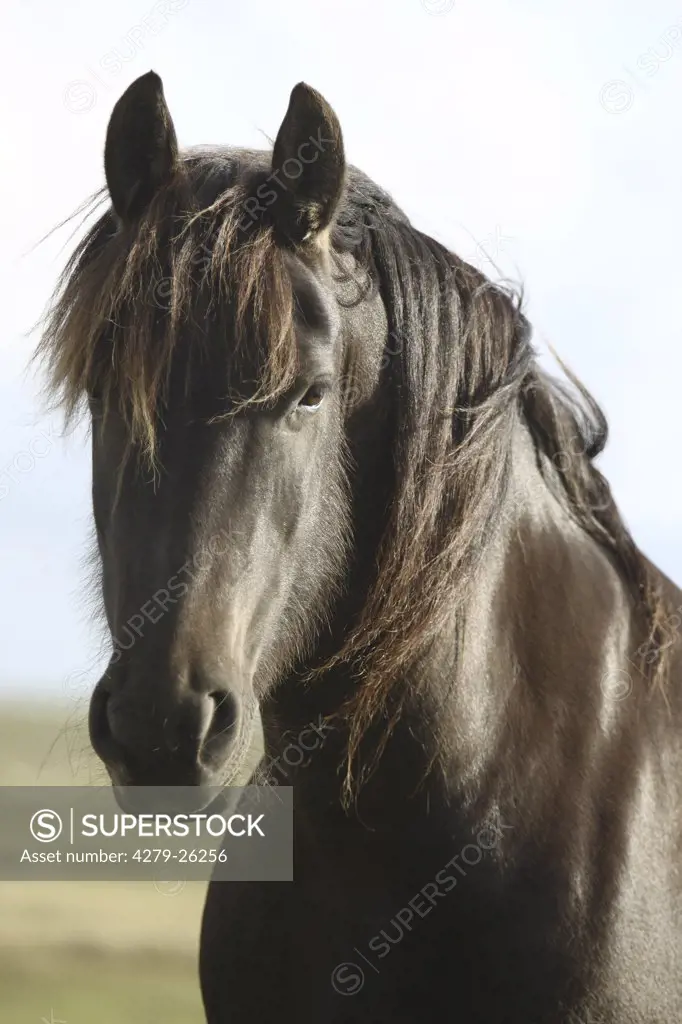friesian horse - Portrait