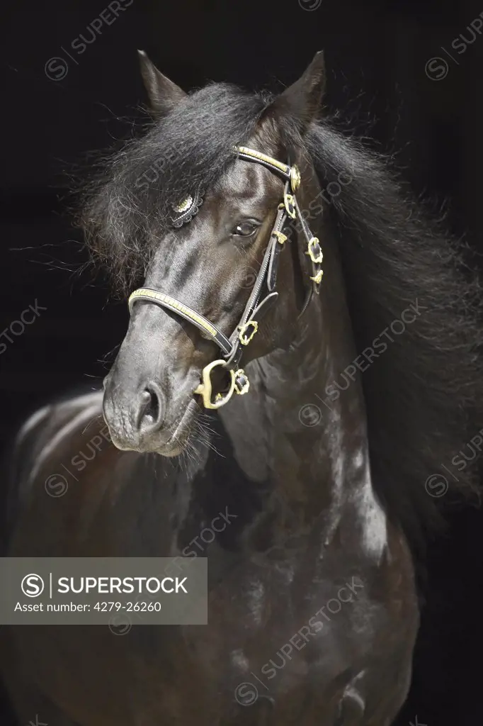 friesian horse - Portrait