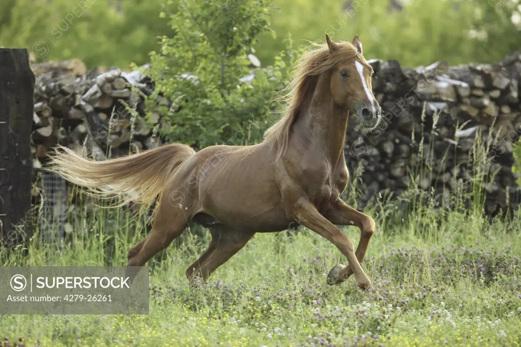 Gidran-Arabian horse - galloping on meadow
