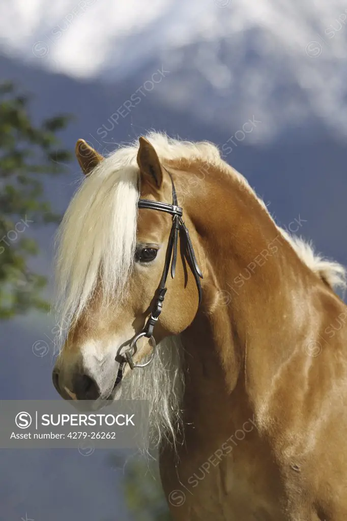 haflinger horse - Portrait