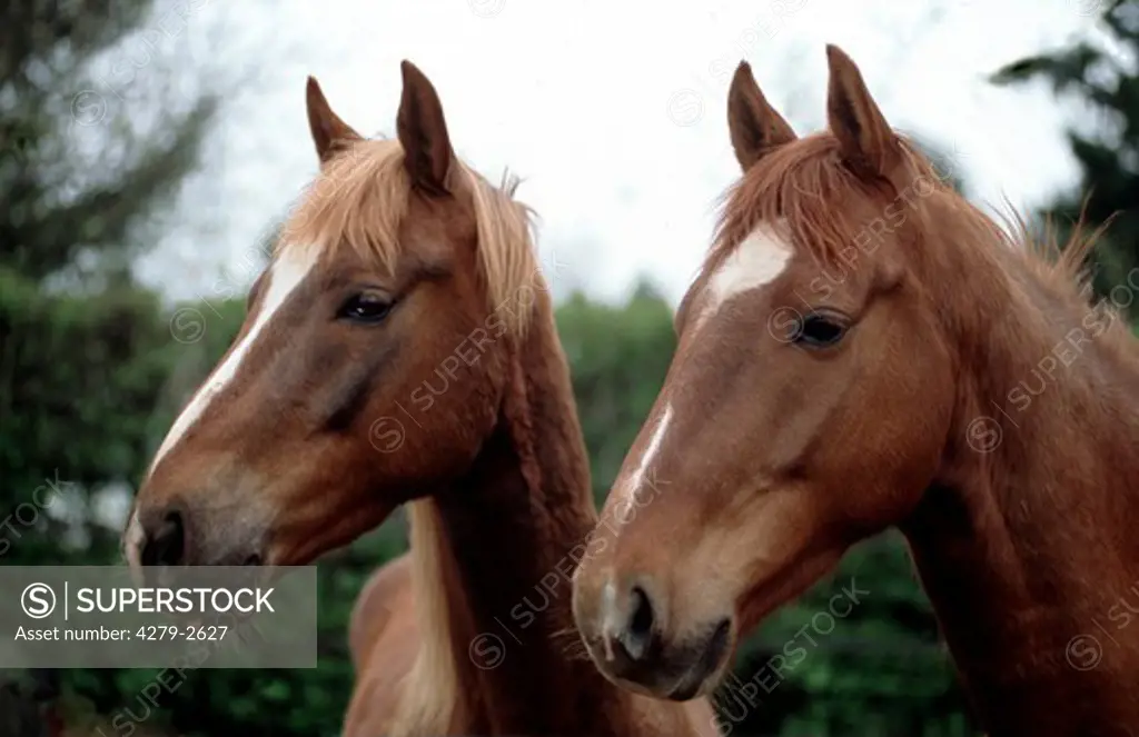 2 American Saddlebred - Portrait